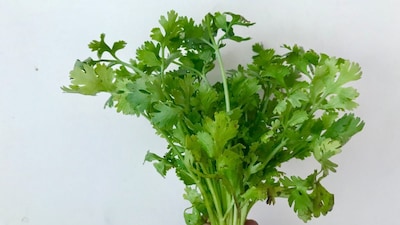 प्रतिकात्मक फोटो