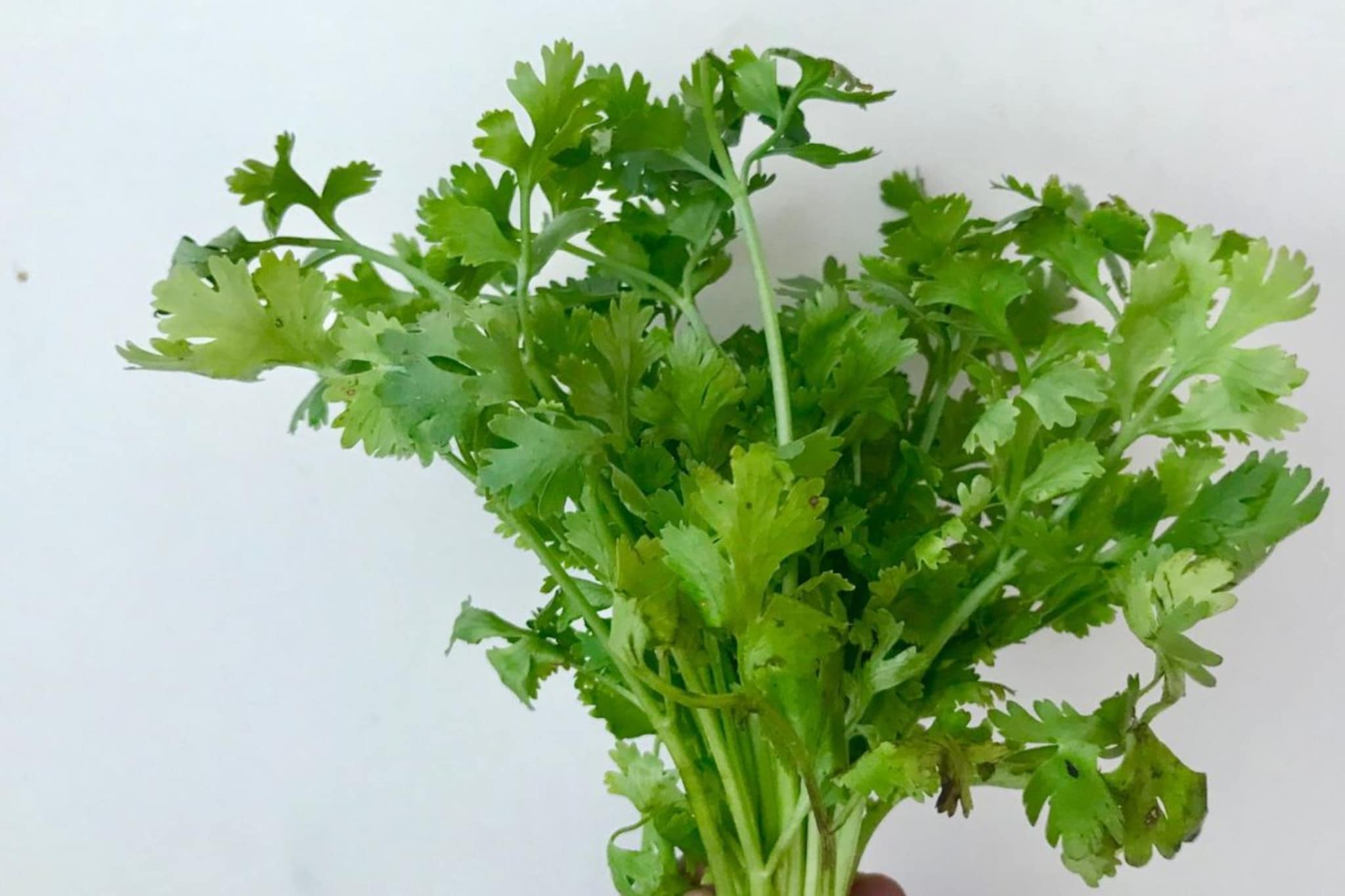 कोथिंबीर 7–8 दिवस ताजी कशी ठेवायची? 'या' सोप्या घरगुती ट्रिक्सने ठेवा फ्रेश