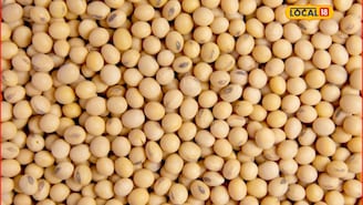 मक्याचे दर स्थिर, कांद्यामध्ये पुन्हा घसरण, सोयाबीनला आज काय मिळाला भाव? Video मक्याचे दर स्थिर, कांद्यामध्ये पुन्हा घसरण, सोयाबीनला आज काय मिळाला भाव? Video