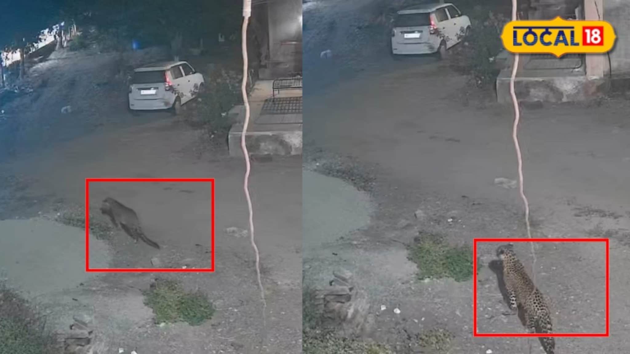 Pune: तो भुंकत राहिला अन् बिबट्या कुत्र्याला घेऊन पळाला, पुण्यातला VIDEO