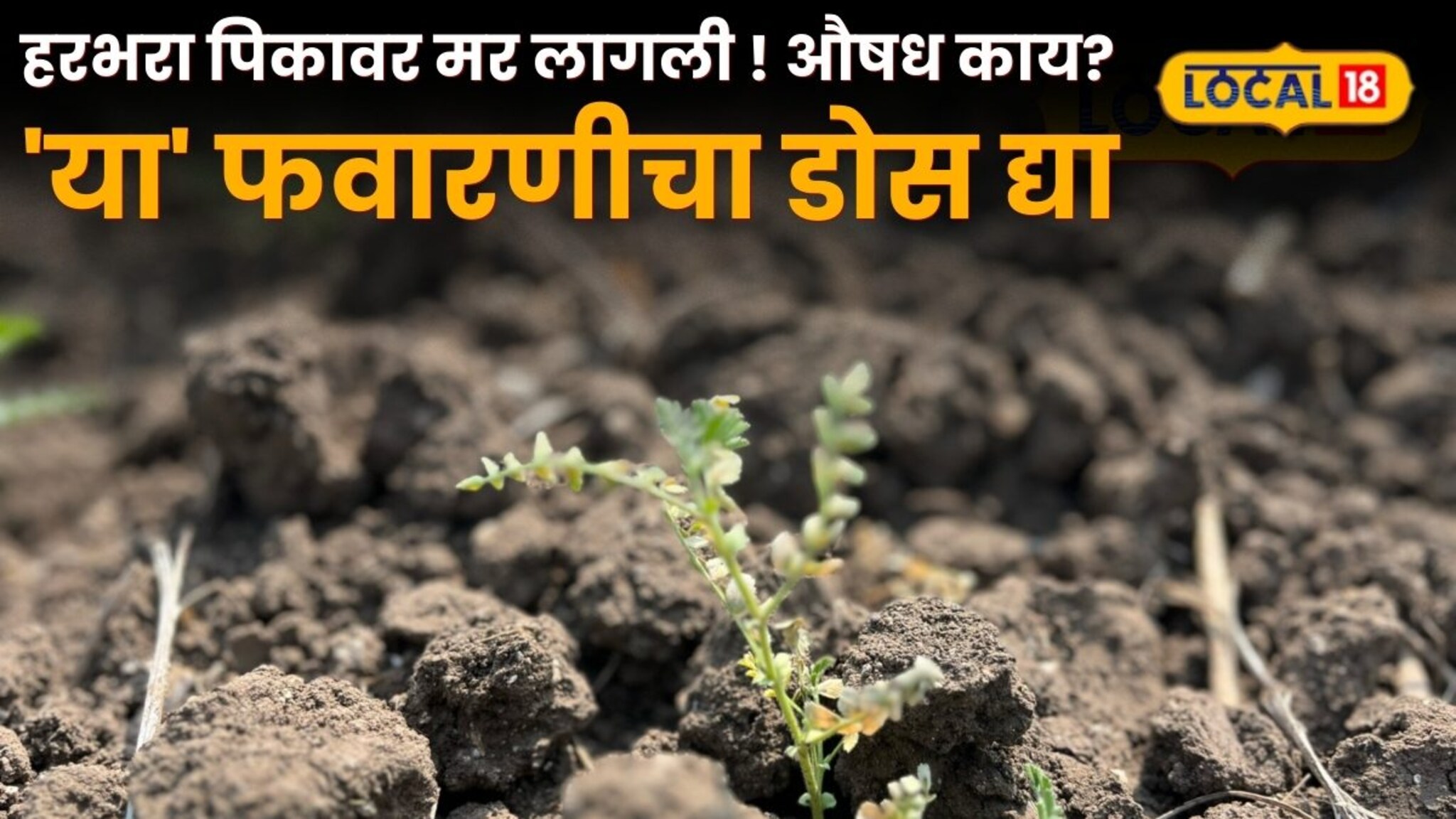 हरभरा पिकावर मर लागली ! औषध काय? 'या' फवारणीचा डोस द्या ; नाहीतर होईल मोठे नुकसान 