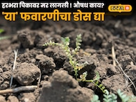 हरभरा पिकावर मर लागली ! औषध काय? 'या' फवारणीचा डोस द्या ; नाहीतर होईल मोठे नुकसान