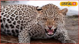 Badlapur News: थेट लोकवस्तीत घुसून हल्ला, बदलापुरात बिबट्याची दहशत, काय घडलं?