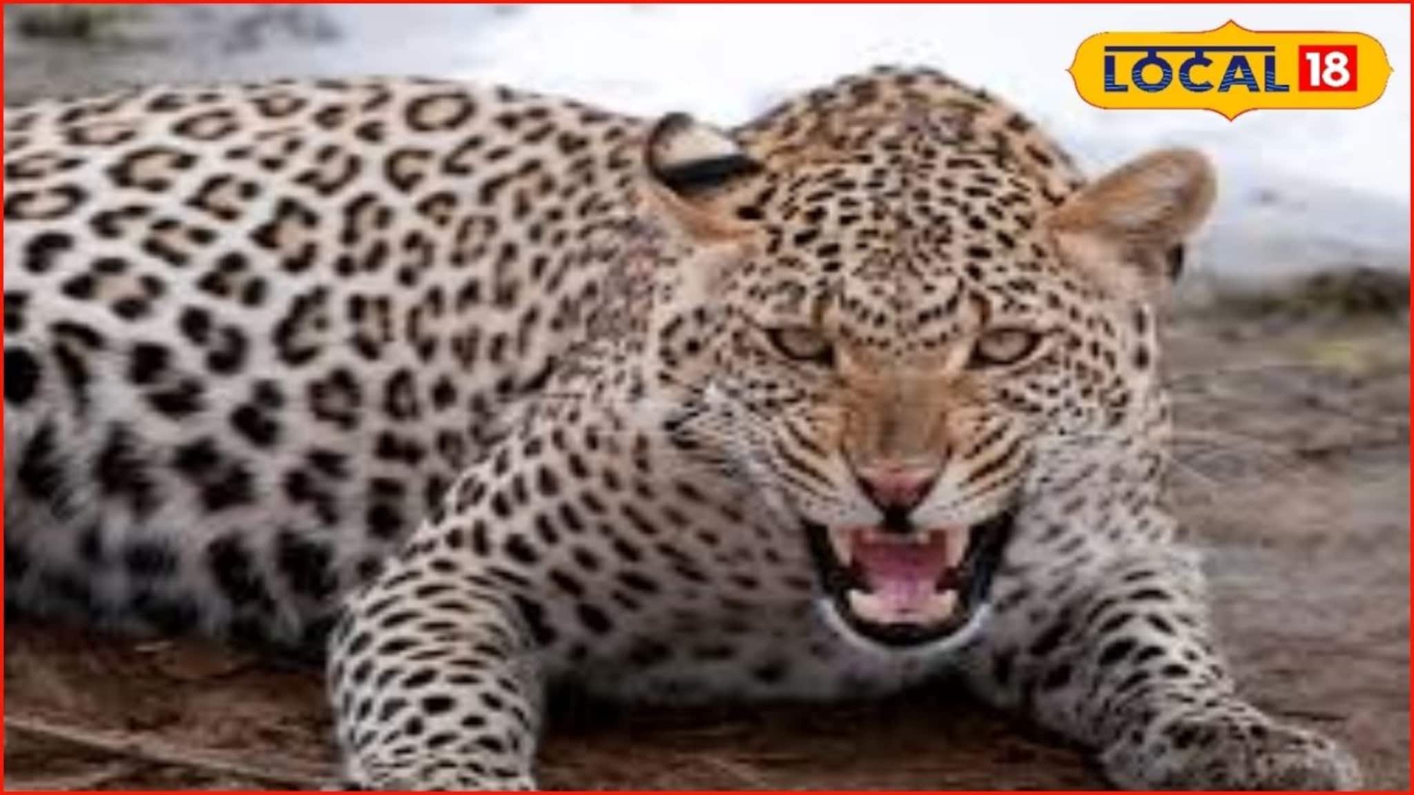 Badlapur News: थेट लोकवस्तीत घुसून हल्ला, बदलापुरात बिबट्याची दहशत, काय घडलं?