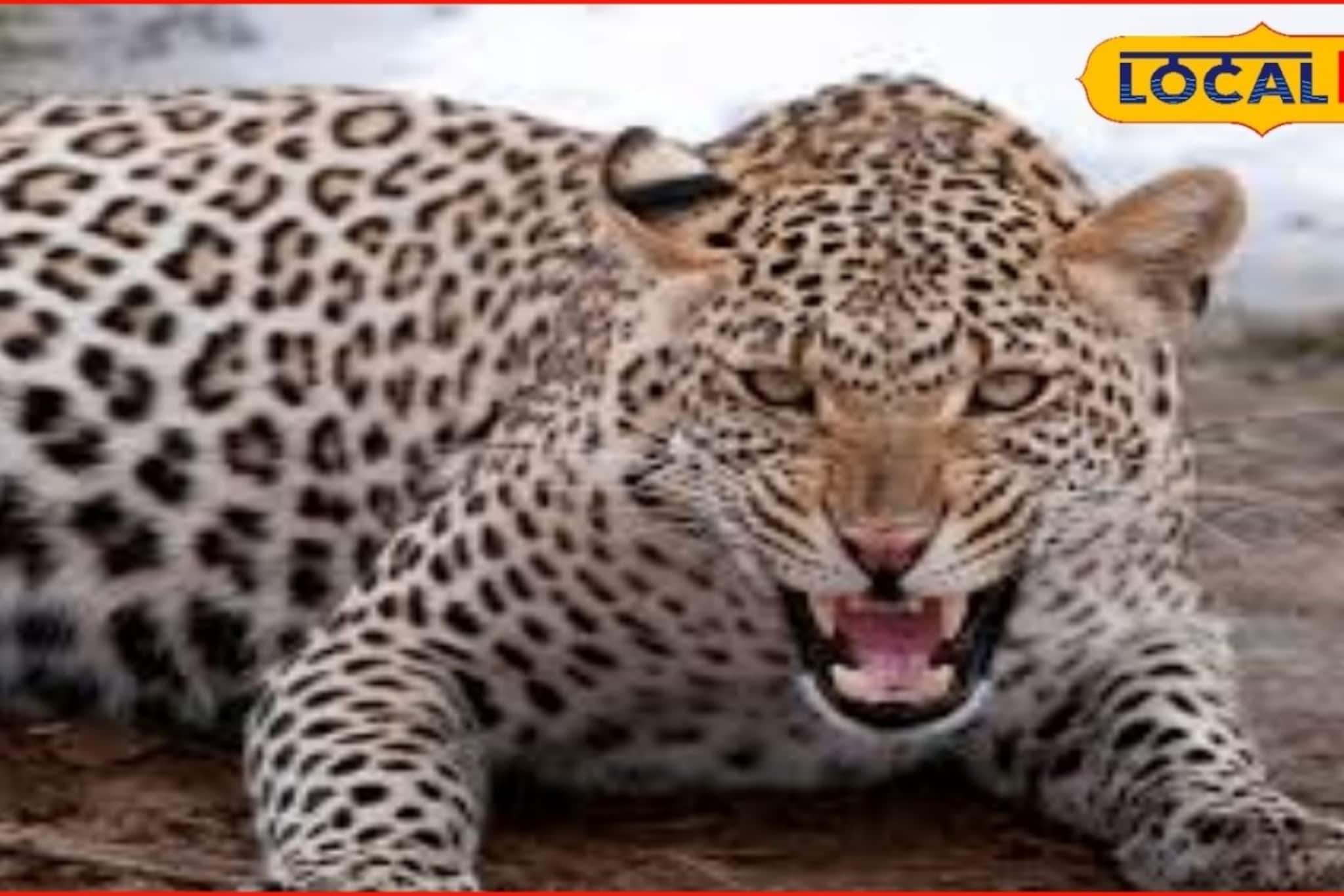 Badlapur News: थेट लोकवस्तीत घुसून हल्ला, बदलापुरात बिबट्याची दहशत, काय घडलं?