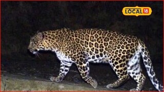 Thane: पोखरण रोड परिसरातील सोसायटीत बिबट्या, ‘त्या’ Video ने वाढवलं टेन्शन