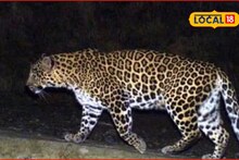 Thane: पोखरण रोड परिसरातील सोसायटीत बिबट्या, ‘त्या’ Video ने वाढवलं टेन्शन