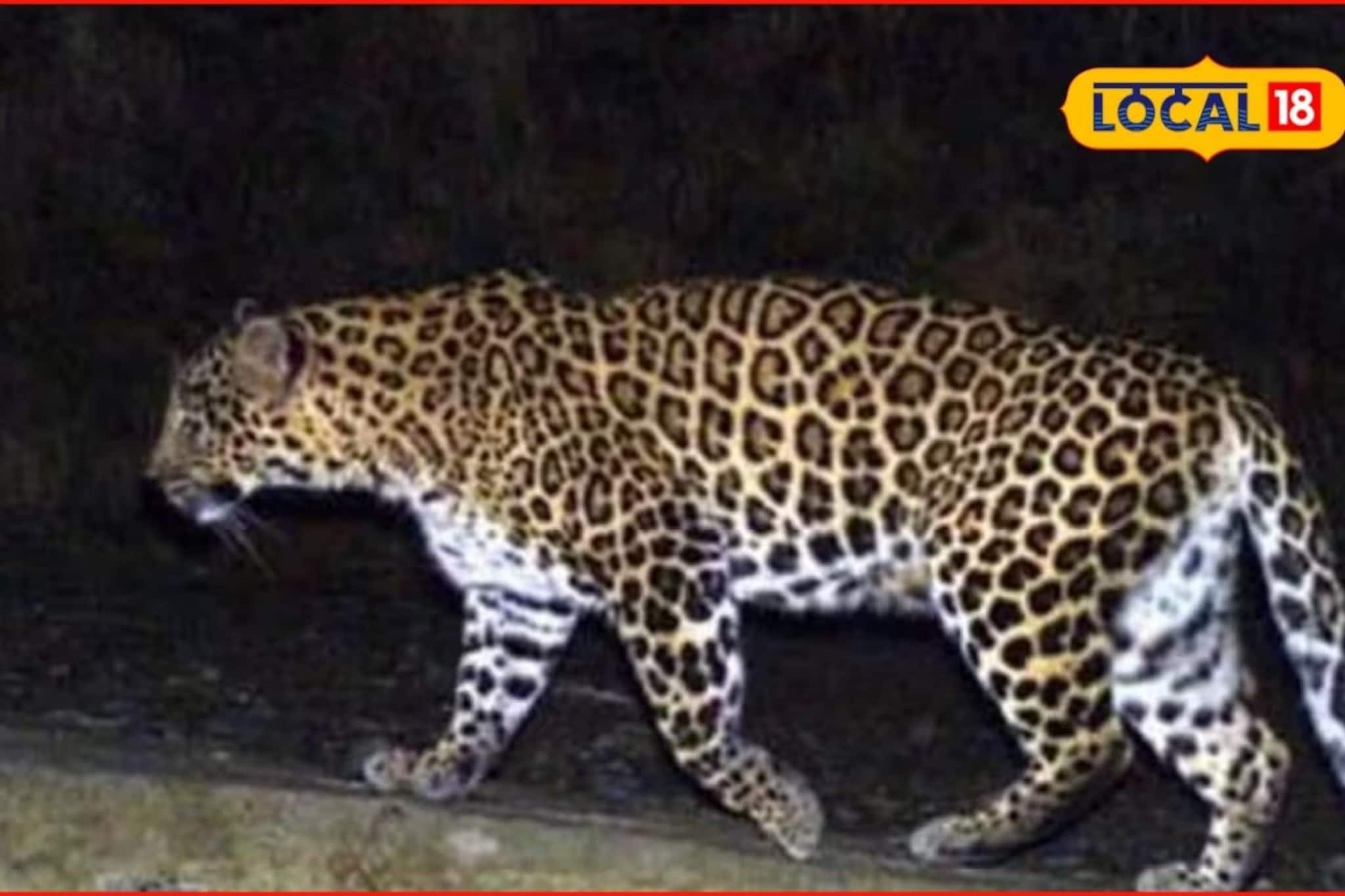 Thane: पोखरण रोड परिसरातील सोसायटीत बिबट्या, ‘त्या’ Video ने वाढवलं टेन्शन