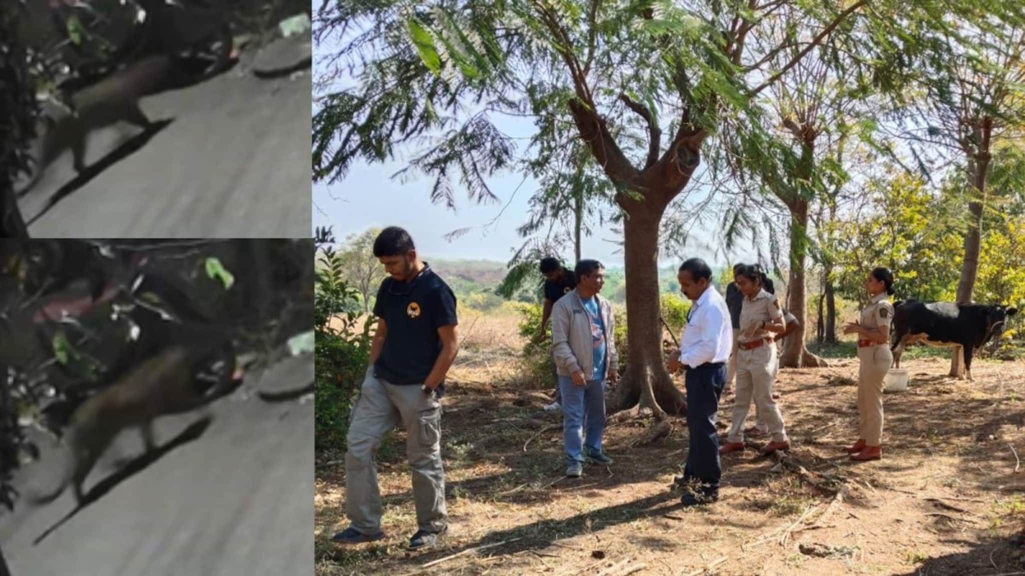 पुण्यात बिबट्याचे दर्शन, कुंभारवाड्यात लोकांना धडकी भरली,वन विभागाचं सर्च ऑपरेशन