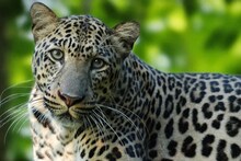 Leopard Attacks : बिबट्याचे हल्ले रोखण्यासाठी वनमंत्र्यांनी सुचवला भन्नाट उपाय, पण खरचं लागणार आहे का?