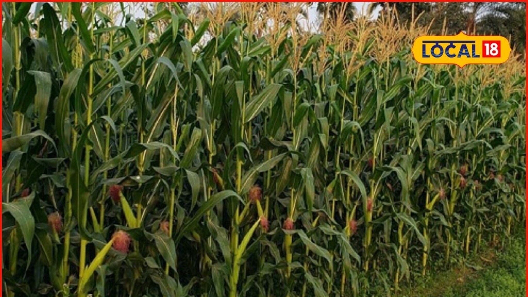 वाळत टाकलेले कपडे काढायला गेली, मक्यातून आलं संकट, 50 फूट ओढत नेलं, मग काय झालं?