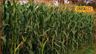 वाळत टाकलेले कपडे काढायला गेली, मक्यातून आलं संकट, 50 फूट ओढत नेलं, मग काय झालं? वाळत टाकलेले कपडे काढायला गेली, मक्यातून आलं संकट, 50 फूट ओढत नेलं, मग काय झालं?