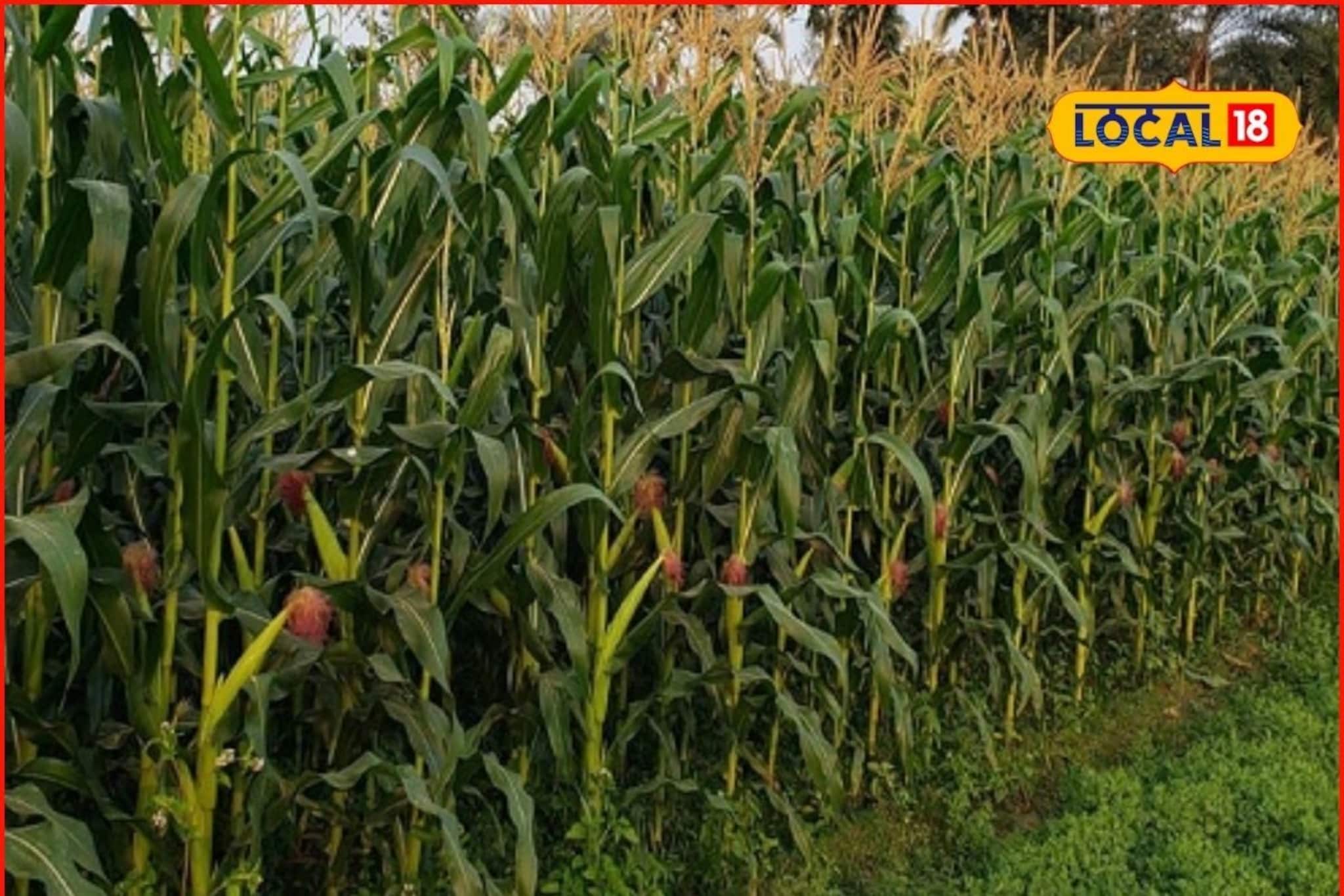 वाळत टाकलेले कपडे काढायला गेली, मक्यातून आलं संकट, 50 फूट ओढत नेलं, मग काय झालं?