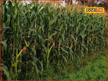 वाळत टाकलेले कपडे काढायला गेली, मक्यातून आलं संकट, 50 फूट ओढत नेलं, मग काय झालं?