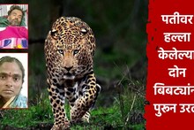 Nashik: 2 बिबटे पतीचा तोडत होते लचका, पत्नी वाघीण बनून आली, हातात दांडकं घेत दिली झुंज