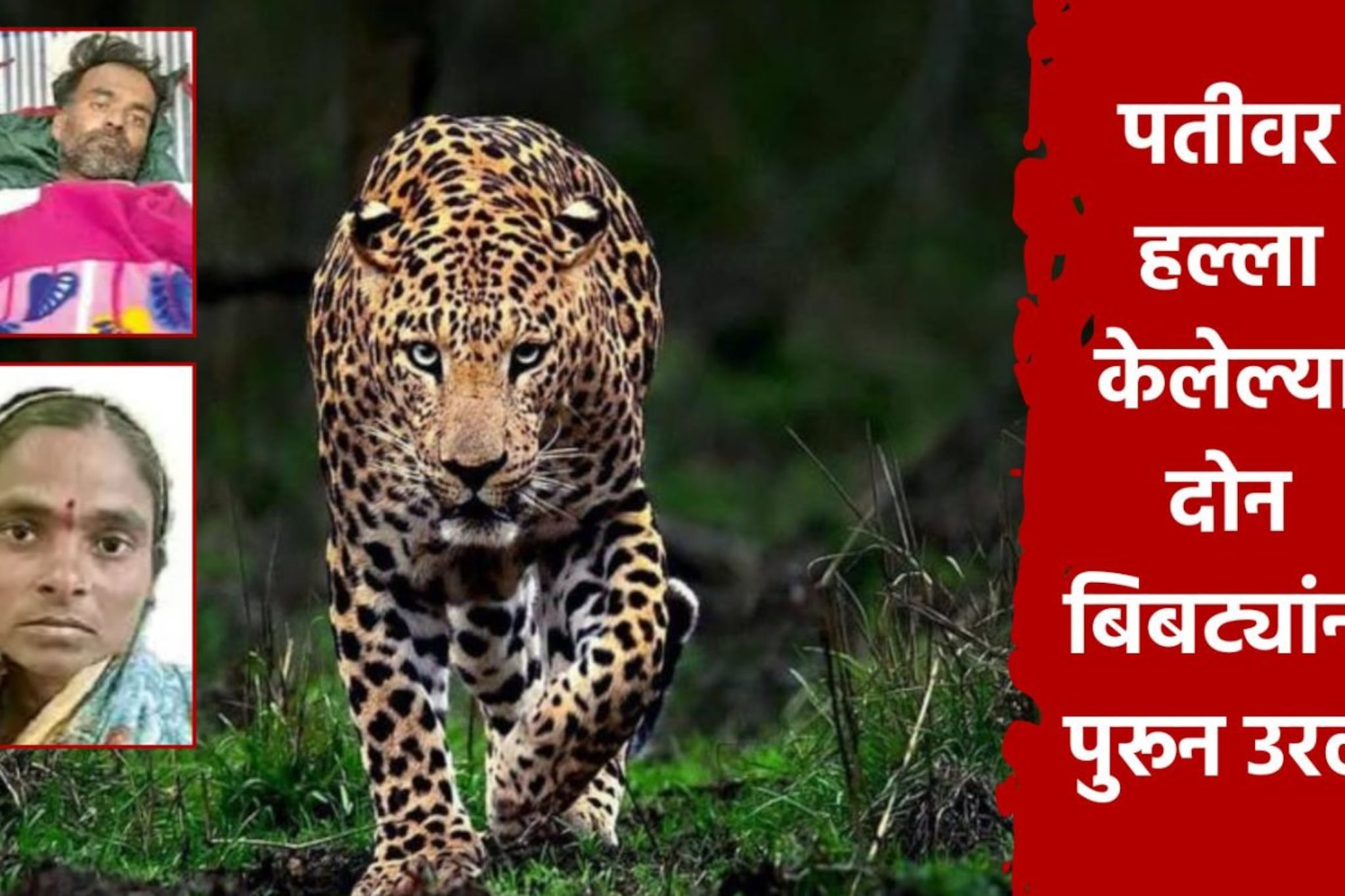 2 बिबटे पतीचा तोडत होते लचका, पत्नी वाघीण बनून आली, हातात दांडकं घेत दिली झुंज 2 बिबटे पतीचा तोडत होते लचका, पत्नी वाघीण बनून आली, हातात दांडकं घेत दिली झुंज