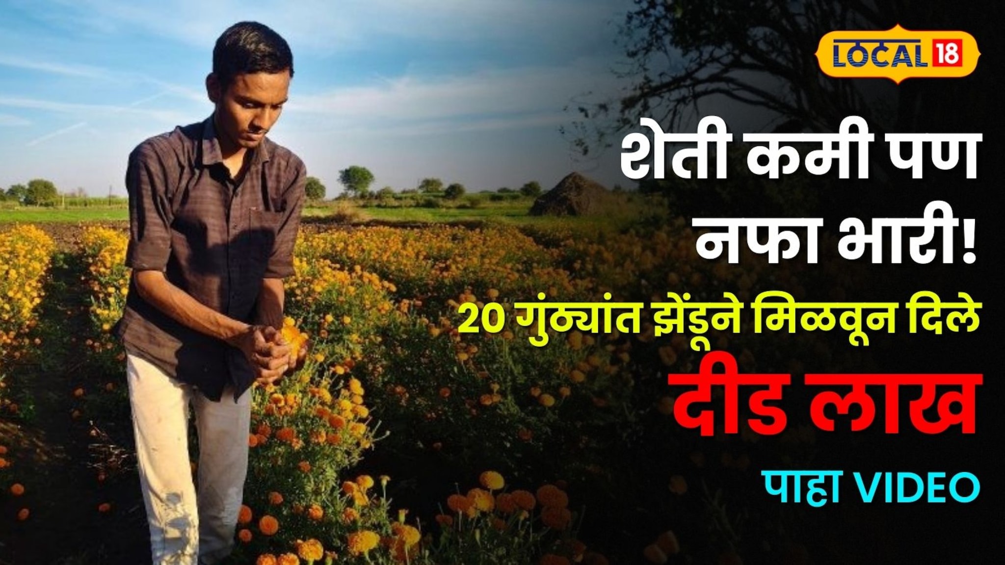 शेती कमी पण नफा भारी! फक्त २० गुंठ्यांत झेंडूने मिळवून दिले दीड लाख; फुलंब्रीच्या तरुणाचा 'सुपर ऑरेंज' पॅटर्न!