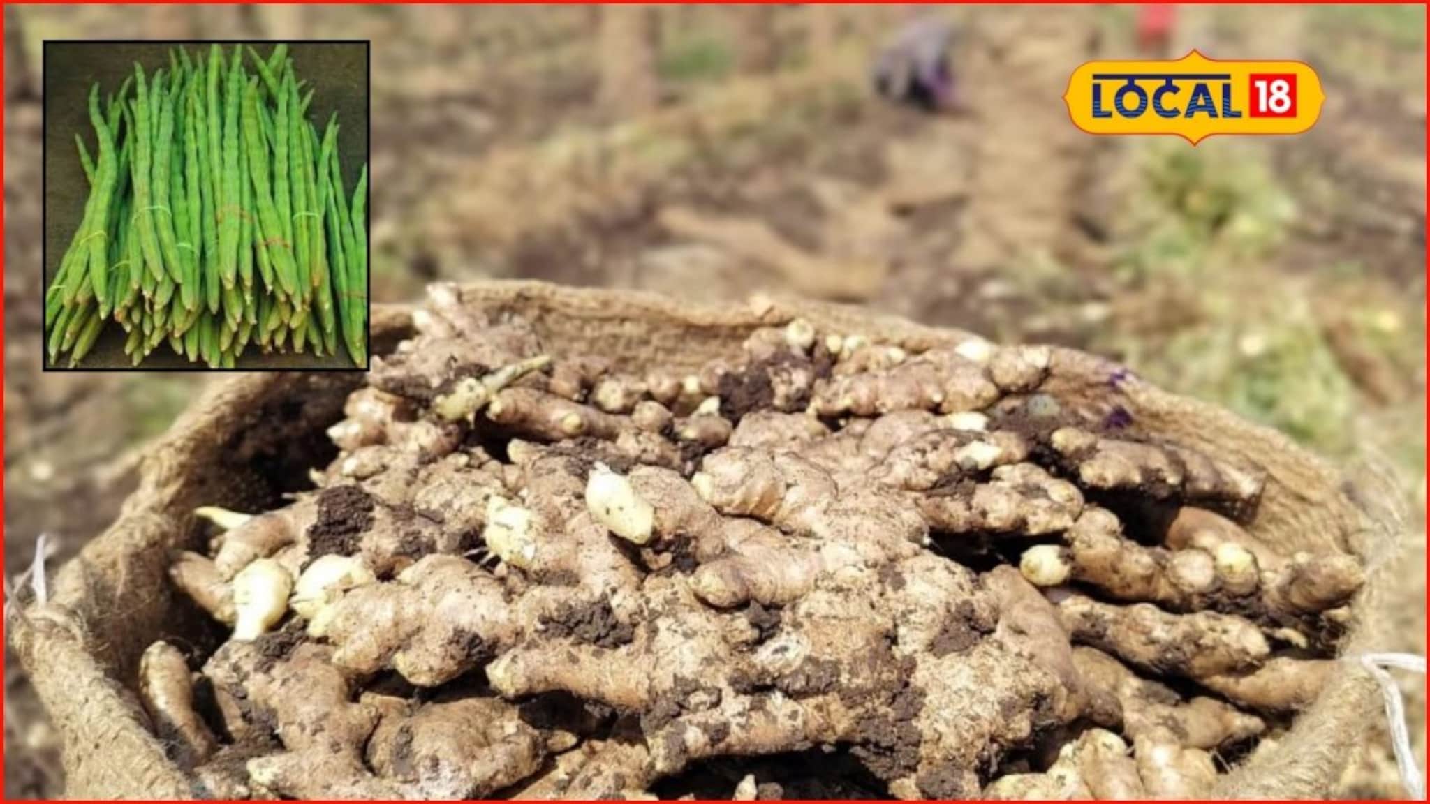 Krishi Market: शेतकरी मालामाल होणार, शेवगा बाजारात तेजी; आले, गुळाचे भाव काय?