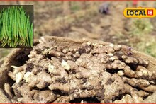 Krishi Market: शेतकरी मालामाल होणार, शेवगा बाजारात तेजी; आले, गुळाचे भाव काय?