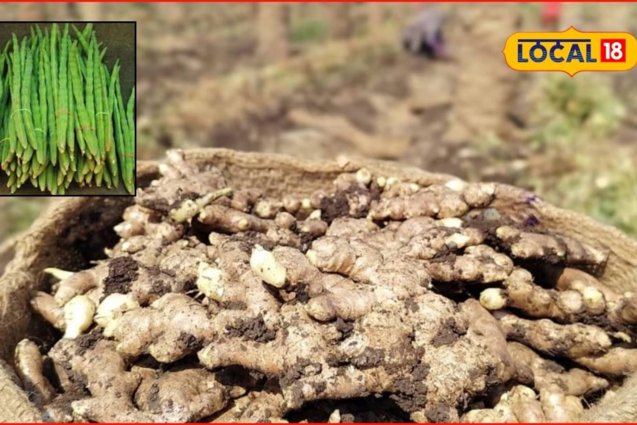Krishi Market: शेतकरी मालामाल होणार, शेवगा बाजारात तेजी; आले, गुळाचे भाव काय?