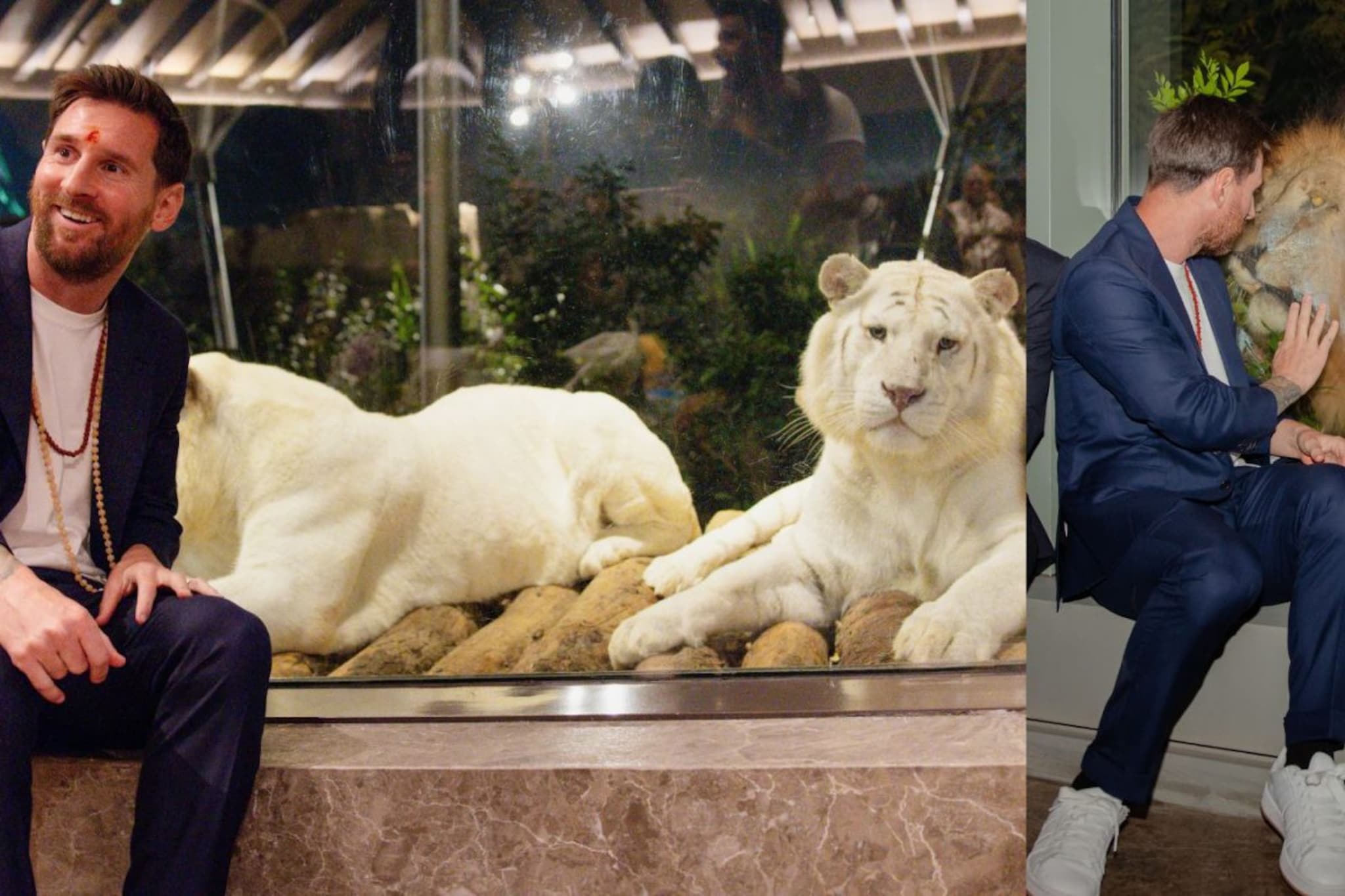 'वनतारा'मध्ये सिंह आणि व्हाईट टायगरसोबत मेस्सीचं खास फोटोसेशन, PHOTOS 'वनतारा'मध्ये सिंह आणि व्हाईट टायगरसोबत मेस्सीचं खास फोटोसेशन, PHOTOS