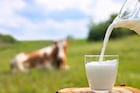 म्हशीच्या दुधाचा रंग पांढराच का असतो? गायीचे दूध पिवळसर दिसण्यामागचं कारण काय?