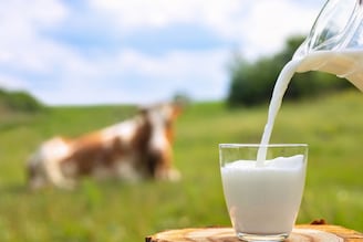 म्हशीच्या दुधाचा रंग पांढराच का असतो? गायीचे दूध पिवळसर दिसण्यामागचं कारण काय?