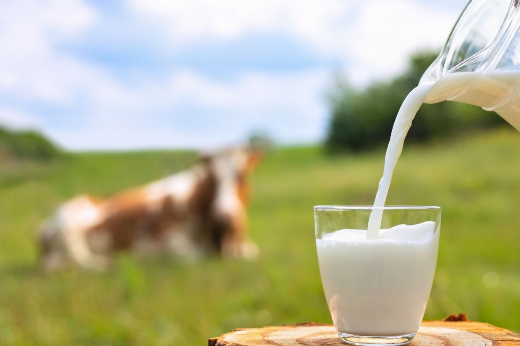 म्हशीच्या दुधाचा रंग पांढराच का असतो? गायीचे दूध पिवळसर दिसण्यामागचं कारण काय?