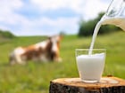 म्हशीच्या दुधाचा रंग पांढराच का असतो? गायीचे दूध पिवळसर दिसण्यामागचं कारण काय?