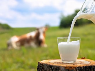 म्हशीच्या दुधाचा रंग पांढराच का असतो? गायीचे दूध पिवळसर दिसण्यामागचं कारण काय?
