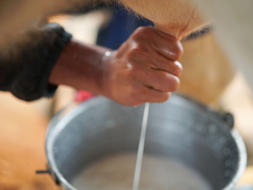 मग गायीचं दूध पिवळसर का दिसतं?तुम्ही पाहिलं असेल की म्हशीचं दूध अगदी शुभ्र पांढरं दिसतं, पण गायीचं दूध मात्र हलकं पिवळसर (Yellowish) रंगाचं असतं. यामागचं कारणही विज्ञानात दडलेलं आहे आणि ते आहे एक खास प्रथिनं आहे.