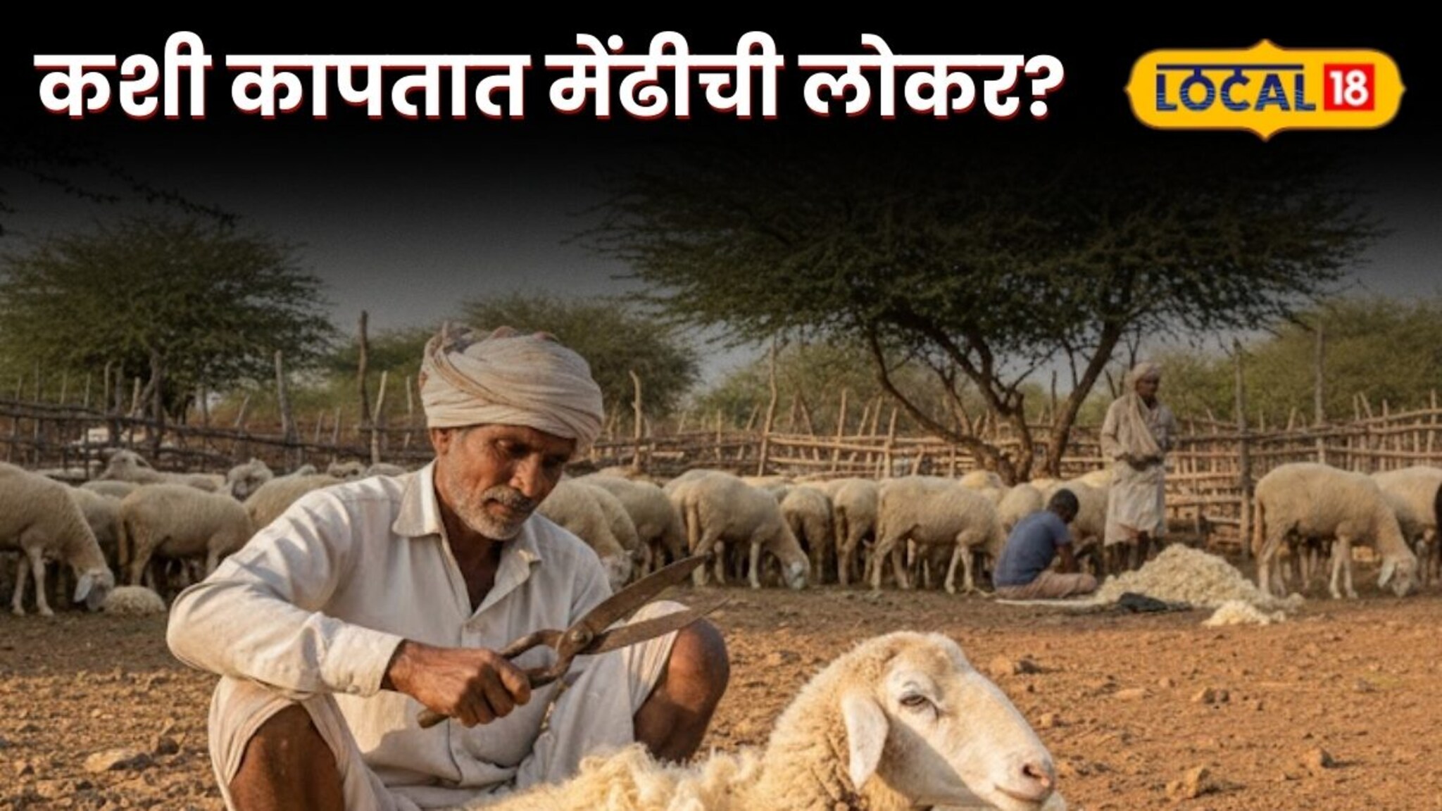 तुम्ही कधी पाहिलीये का, कशी कापतात मेंढीची लोकर? VIDEO