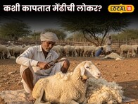 तुम्ही कधी पाहिलीये का, कशी कापतात मेंढीची लोकर? VIDEO