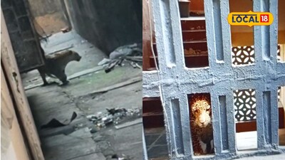 Leopard Unleashes Terror in Bhayandar After Pune; Attacks Three, Including Child