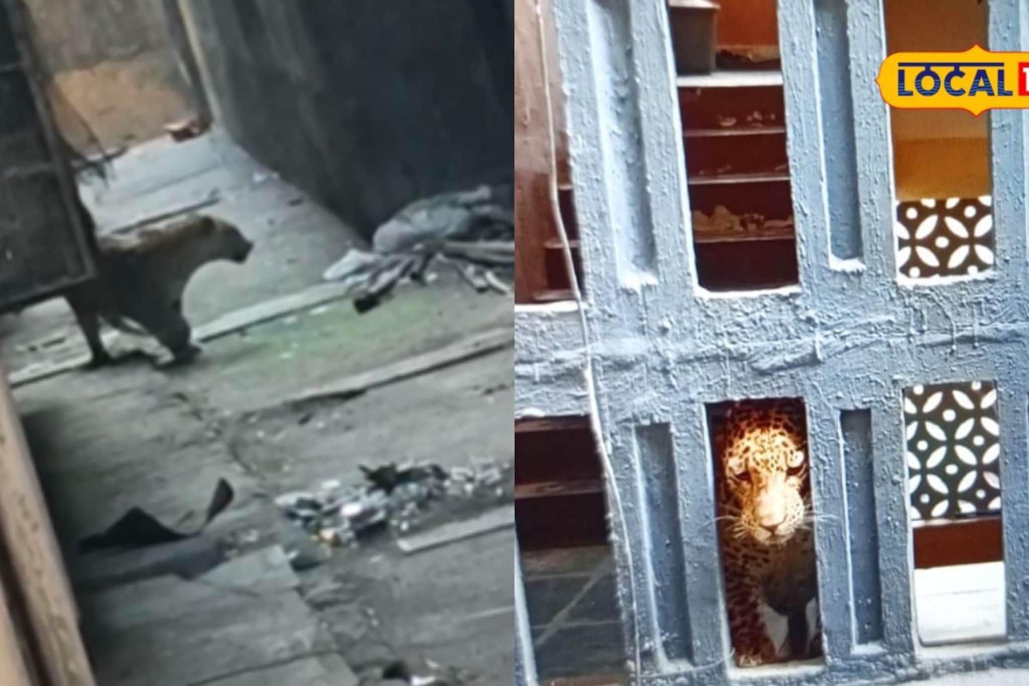 पुण्यानंतर भाईंदरमध्ये बिबट्याचा धुमाकूळ; भरवस्तीत एकावर हल्ला पुण्यानंतर भाईंदरमध्ये बिबट्याचा धुमाकूळ; भरवस्तीत एकावर हल्ला