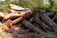 अशीही नाशिक पालिका! 1270 झाडं तोडली; 17 हजार झाडं लावणार होती, पण लावली फक्त 700