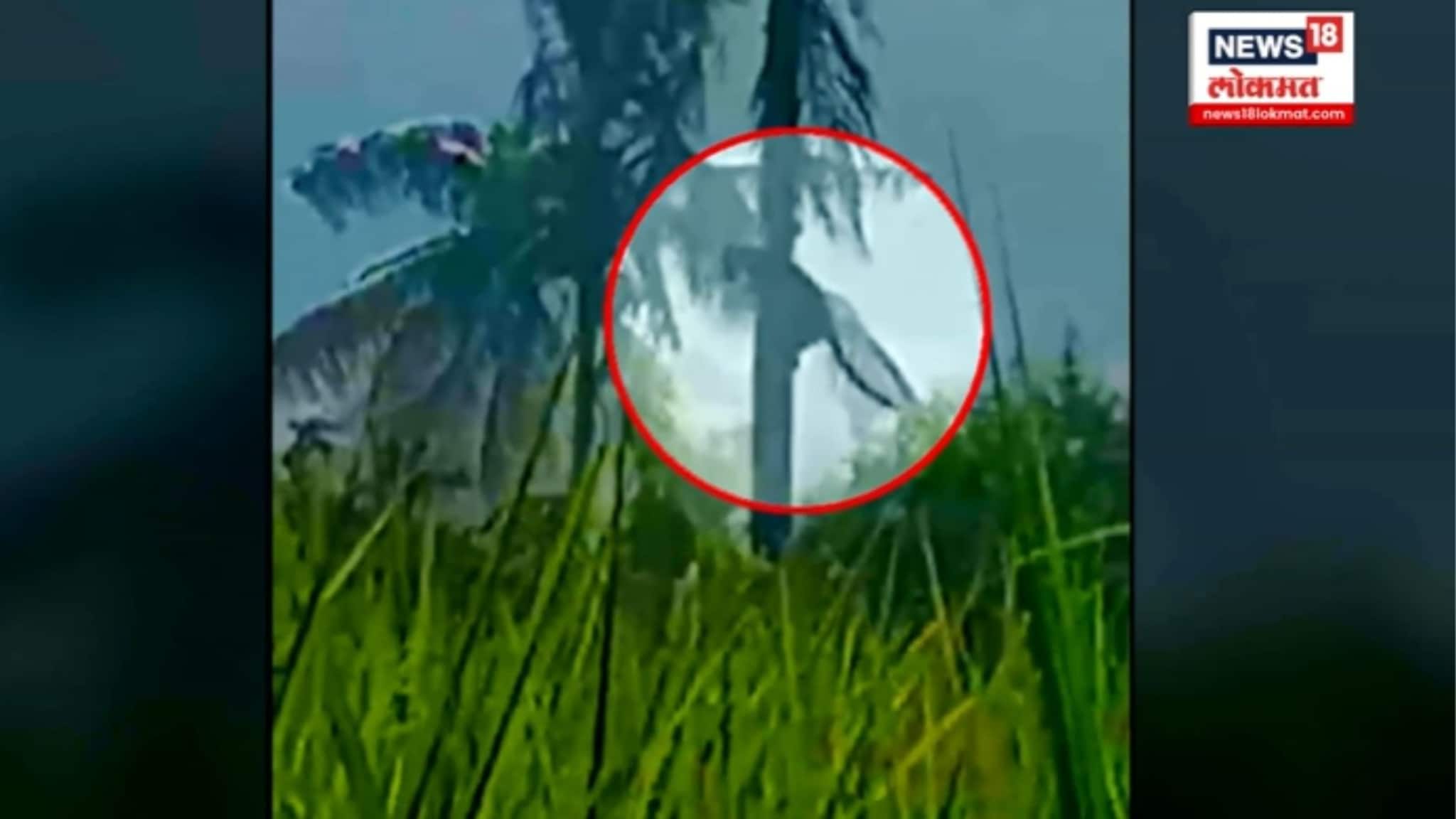 बिबट्या चक्क नारळाच्या झाडावर, सांगलीतला VIDEO