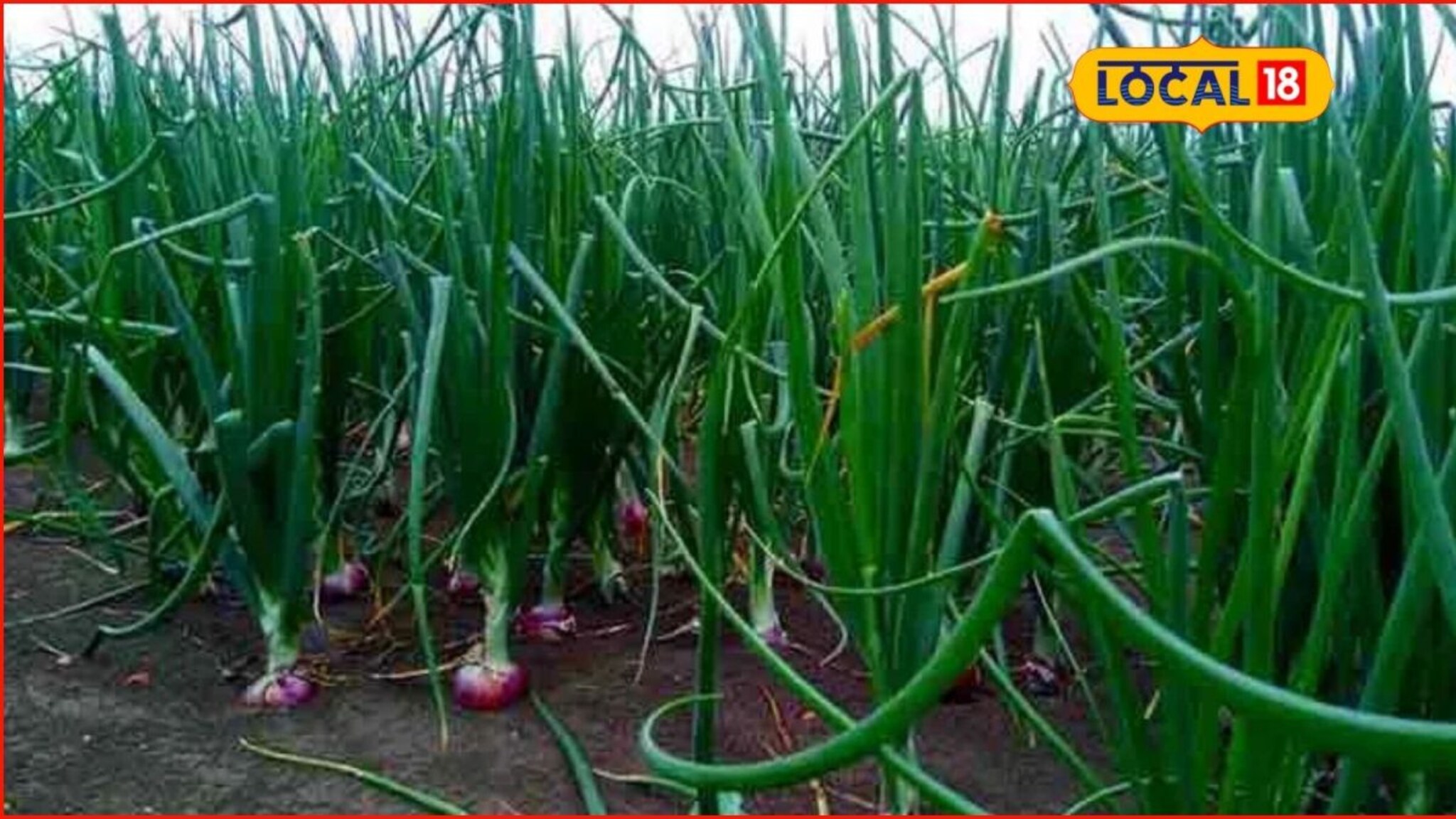 Success Story : शिक्षण घेत असताना केली शेती, कांदा शेतीचा प्रवीणचा प्रयोग यशस्वी, वर्षाला 4 लाख नफा