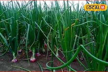 Success Story : शिक्षण घेत असताना केली शेती, कांदा शेतीचा प्रवीणचा प्रयोग यशस्वी, वर्षाला 4 लाख नफा