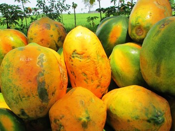 रात्री पपई खाणे अमृत की विष? न्यूट्रिशनिस्टने सांगितली पपई खाण्याची योग्य वेळ