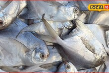 Fish Market: तुमच्या ताटातून गायब होणार पापलेट, धक्कादायक माहिती समोर, 15 दिवसांत..., Video