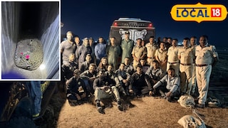 बिबट्या जेरबंद बिबट्या जेरबंद