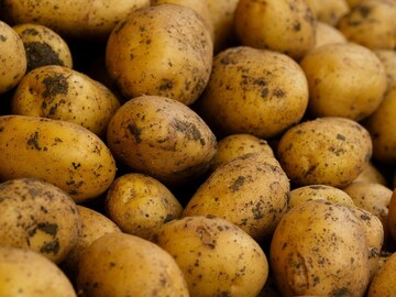 बटाटे लवकर कुजतात किंवा मोड येतात? मग तुमटी पद्धत चुकतेय, घरी असा टिकवा बटाटा