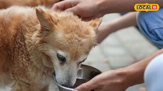 परवाना घेणे बंधनकारक