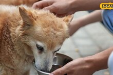 श्वान पाळणाऱ्यांची खैर नाही; पिंपरी-चिंचवड शहरात आता महापालिकेकडून कडक नियम