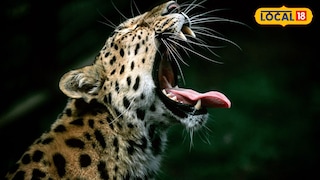 बिबट्याचा हल्ला (प्रतिकात्मक फोटो) बिबट्याचा हल्ला (प्रतिकात्मक फोटो)