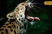 रात्रीची वेळ; दुचाकीवर चाललेले 2 भाऊ, झाडात लपलेला तो अचानक समोर आला अन्...बोपदेव घाटात थरार