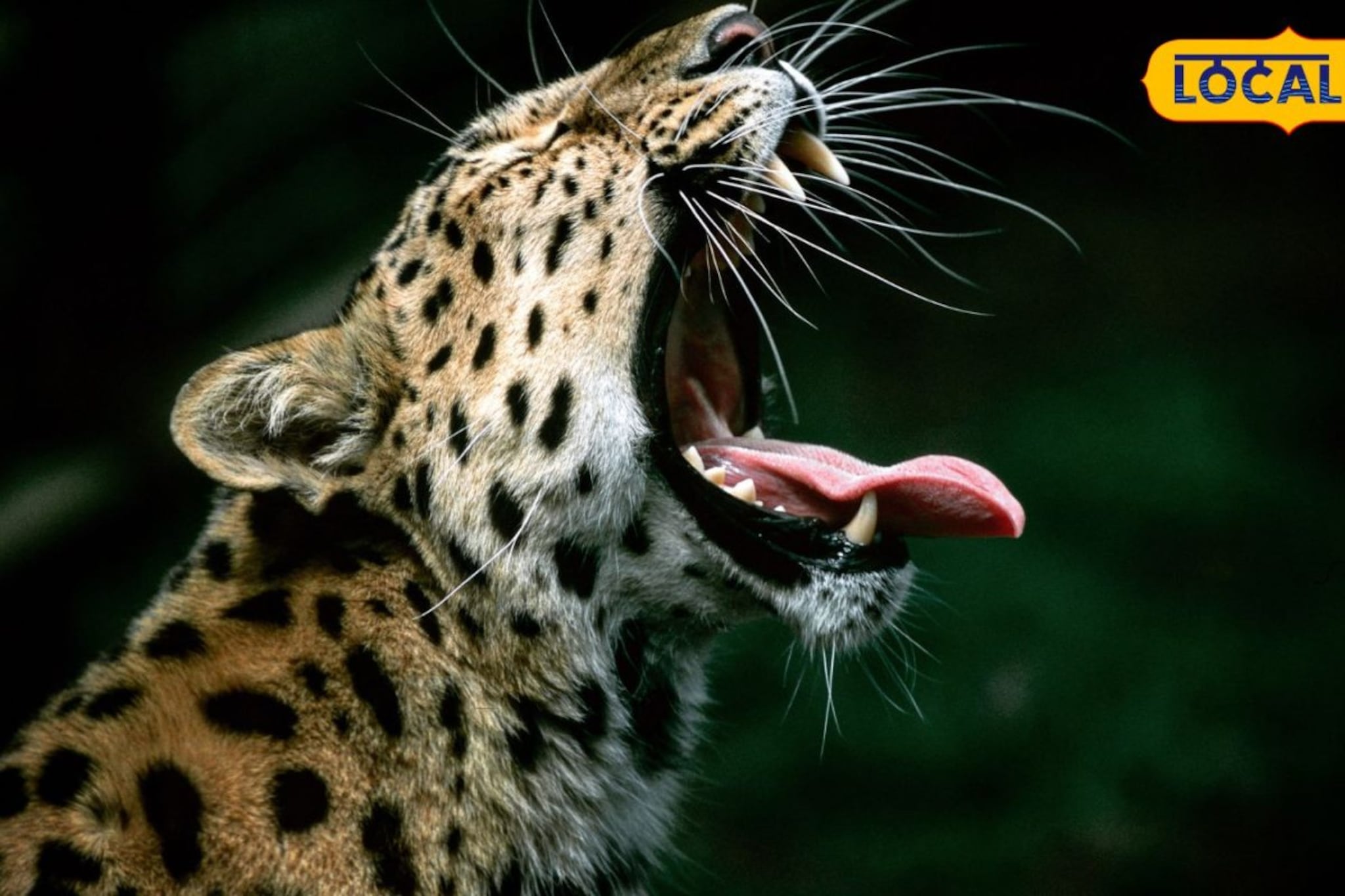 रात्रीची वेळ; दुचाकीवर चाललेले 2 भाऊ, झाडात लपलेला तो अचानक समोर आला अन्... रात्रीची वेळ; दुचाकीवर चाललेले 2 भाऊ, झाडात लपलेला तो अचानक समोर आला अन्...