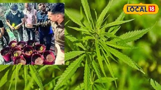 घरात गांजा शेती 