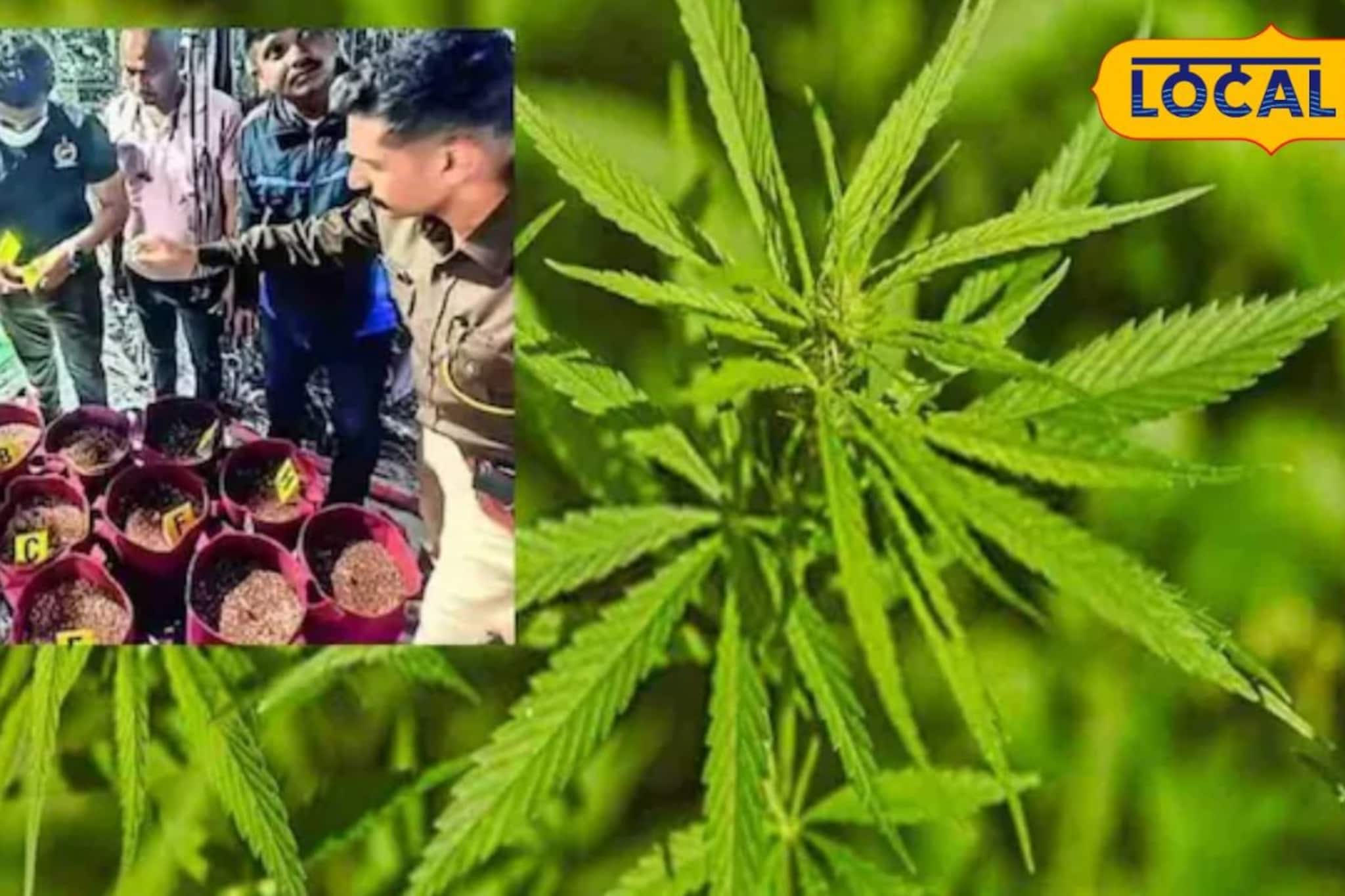 AIची मदत, मातीऐवजी पाणी, अन्..; पुण्यात MBA पदवीधरांची घरात करोडोंची गांजा शेती AIची मदत, मातीऐवजी पाणी, अन्..; पुण्यात MBA पदवीधरांची घरात करोडोंची गांजा शेती